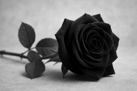 Rose SW